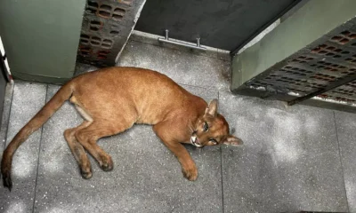 O Instituto do Meio Ambiente e Recursos Hídricos (Inema) realizou, na terça-feira (20), o resgate de um macho juvenil de onça-parda