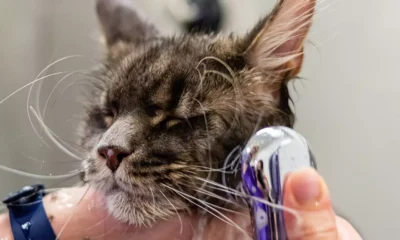 O Serviço Municipal de Intermediação de Mão de Obra (Simm) oferece 513 vagas de emprego e estágio em Salvador para esta quarta-feira (14)