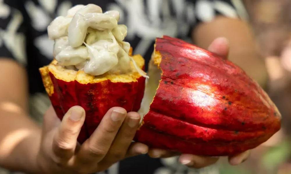 cacau provenientes da República da Costa do Marfim. A decisão baseia-se no risco fitossanitário decorrente do elevado fluxo de grãos