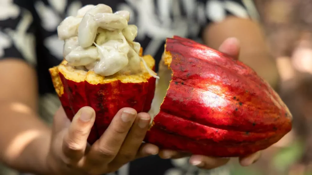 cacau provenientes da República da Costa do Marfim. A decisão baseia-se no risco fitossanitário decorrente do elevado fluxo de grãos