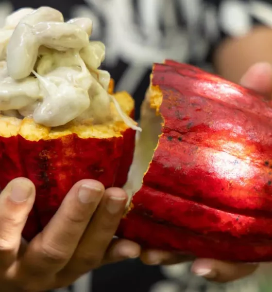 cacau provenientes da República da Costa do Marfim. A decisão baseia-se no risco fitossanitário decorrente do elevado fluxo de grãos