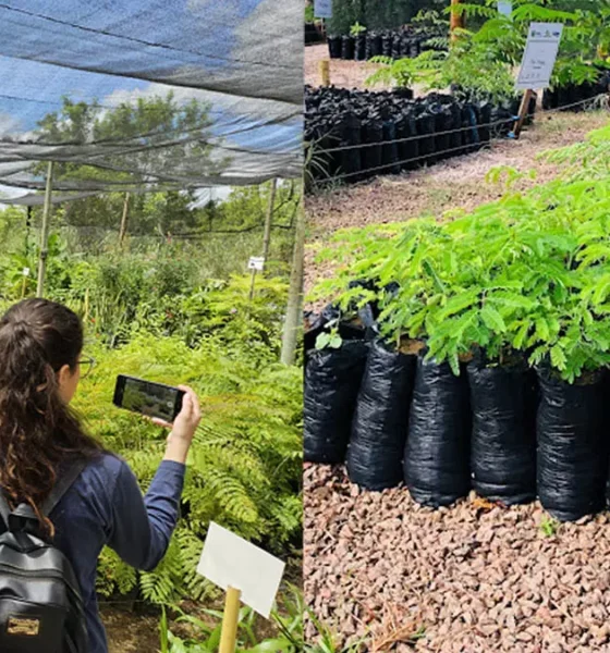 A Embasa distribuiu, ao longo de 2025, cerca de 70 mil mudas de espécies nativas da Caatinga, Cerrado e Mata Atlântica, em mais de 300 ações