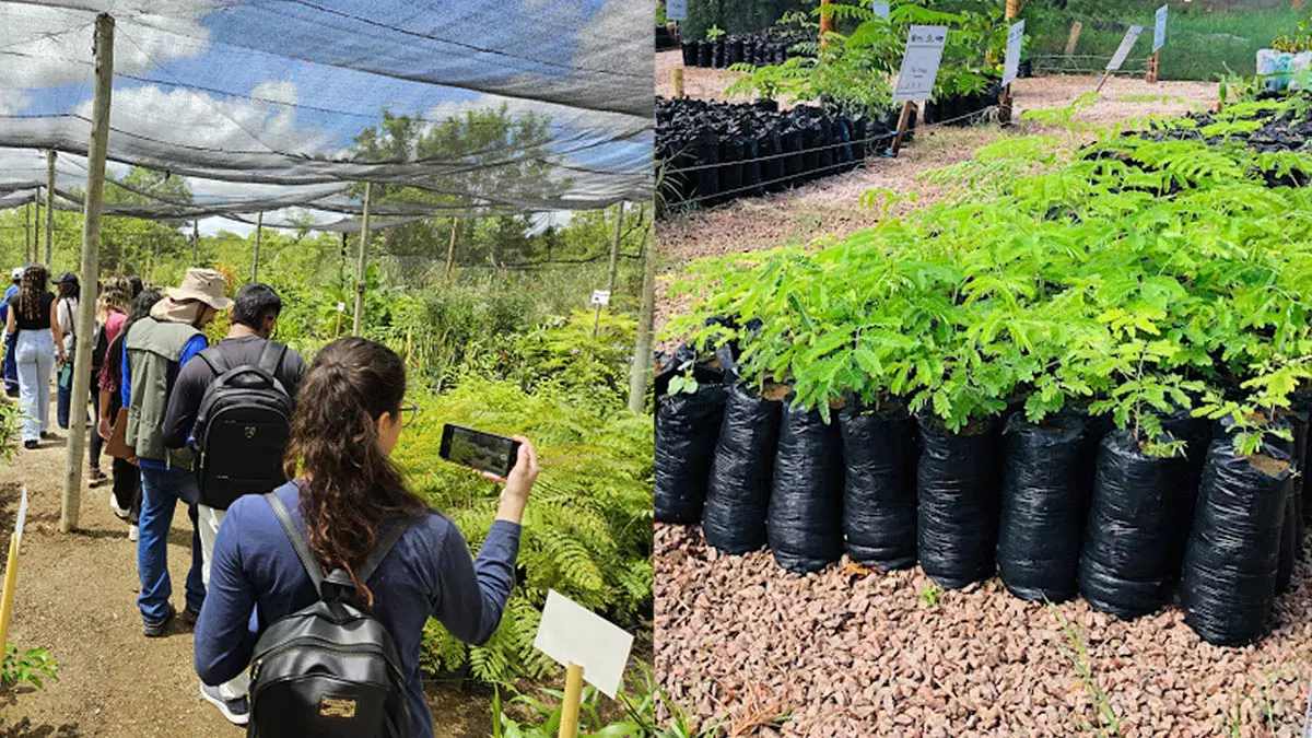 A Embasa distribuiu, ao longo de 2025, cerca de 70 mil mudas de espécies nativas da Caatinga, Cerrado e Mata Atlântica, em mais de 300 ações