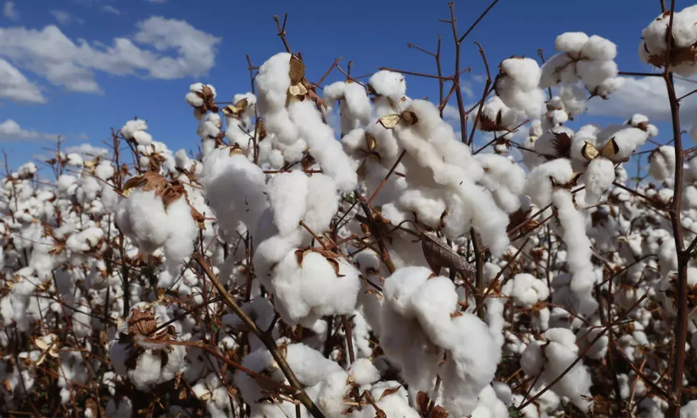 O Produto Interno Bruto (PIB) do Brasil cresceu 2,3% em 2025 na comparação com 2024 e totalizou R$ 12,7 trilhões em valores correntes,