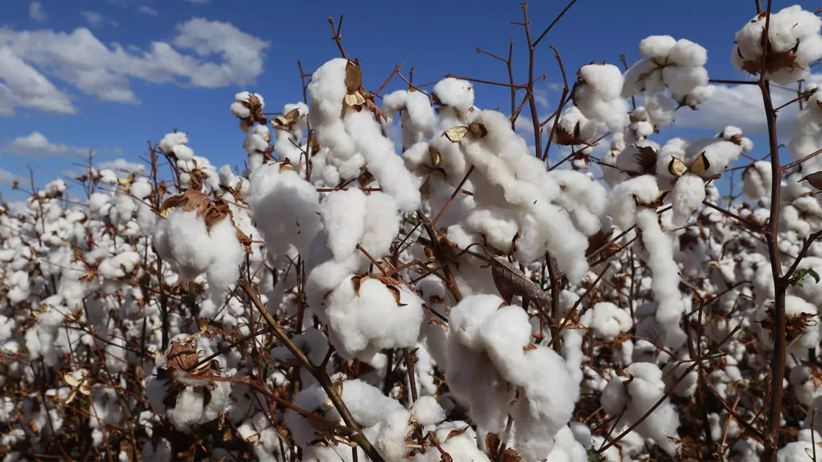 O Produto Interno Bruto (PIB) do Brasil cresceu 2,3% em 2025 na comparação com 2024 e totalizou R$ 12,7 trilhões em valores correntes,