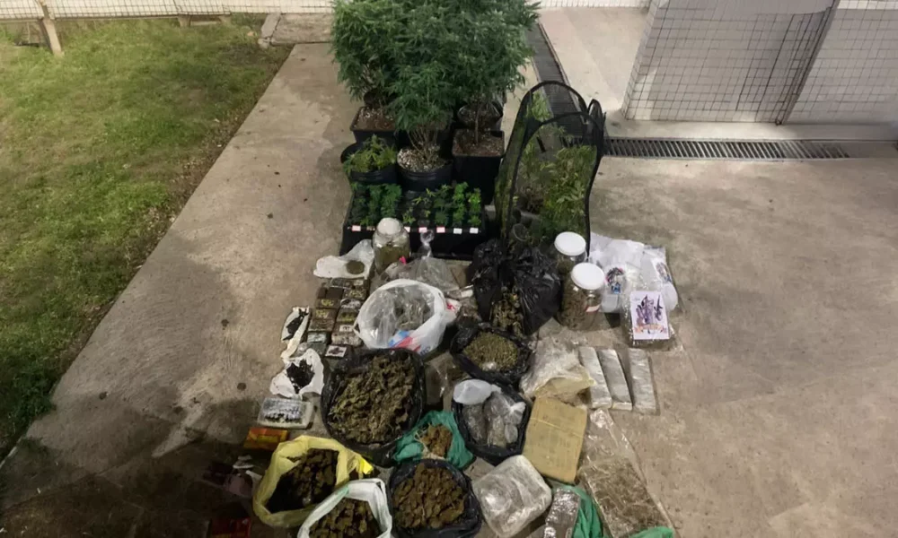 Militares do Batalhão de Policiamento Tático – Rondesp Atlântico descobriram um cultivo de maconha na madrugada deste domingo (1º),