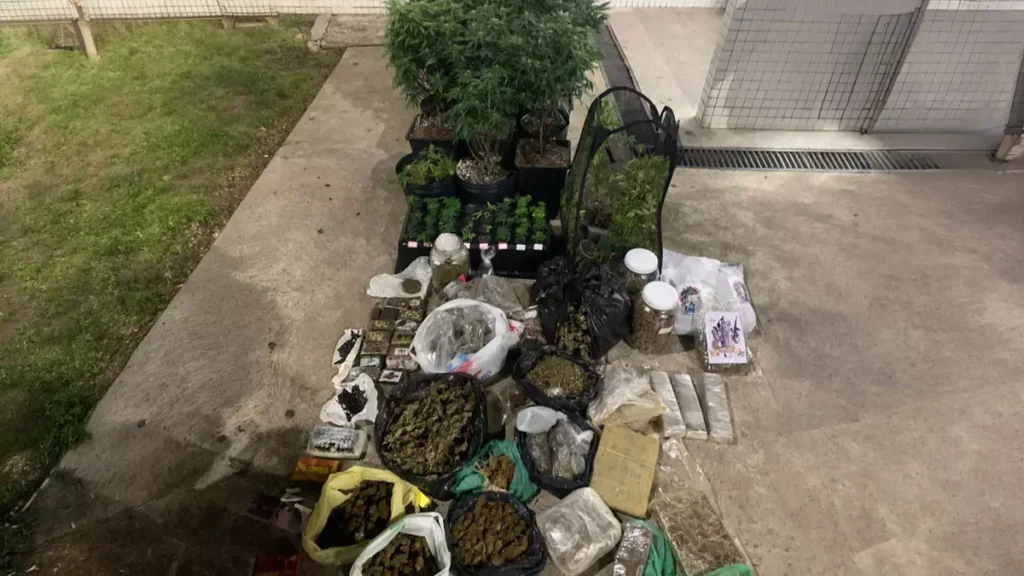 Militares do Batalhão de Policiamento Tático – Rondesp Atlântico descobriram um cultivo de maconha na madrugada deste domingo (1º),