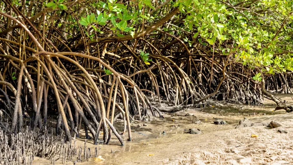Presentes ao longo de grande parte do litoral brasileiro, os manguezais ocupam cerca de 1,2 milhão de hectares no país, com forte