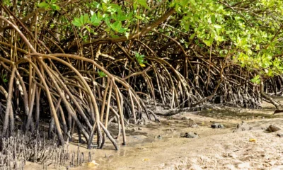 Presentes ao longo de grande parte do litoral brasileiro, os manguezais ocupam cerca de 1,2 milhão de hectares no país, com forte