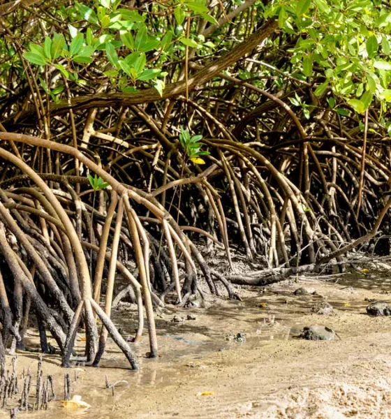 Presentes ao longo de grande parte do litoral brasileiro, os manguezais ocupam cerca de 1,2 milhão de hectares no país, com forte