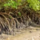Presentes ao longo de grande parte do litoral brasileiro, os manguezais ocupam cerca de 1,2 milhão de hectares no país, com forte