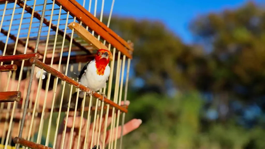 Entre 2021 e 2025, mais de 58 mil animais resgatados deram entrada nos Centros de Triagem de Animais Silvestres (CETAS) do Estado,