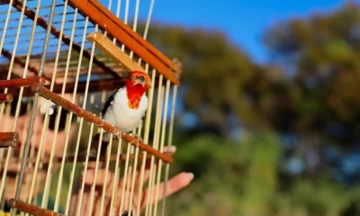 Entre 2021 e 2025, mais de 58 mil animais resgatados deram entrada nos Centros de Triagem de Animais Silvestres (CETAS) do Estado,