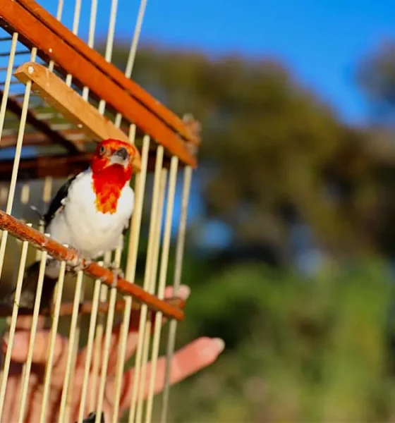 Entre 2021 e 2025, mais de 58 mil animais resgatados deram entrada nos Centros de Triagem de Animais Silvestres (CETAS) do Estado,