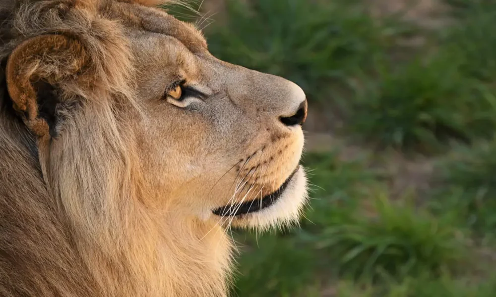 segunda-feira (23) o prazo para o envio da Declaração do Imposto de Renda Pessoa Física (IRPF) 2026, referente ao ano-base 2025. 