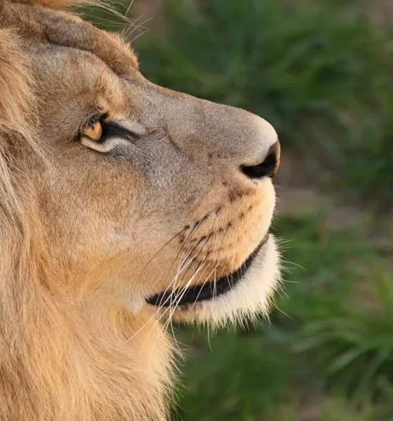 segunda-feira (23) o prazo para o envio da Declaração do Imposto de Renda Pessoa Física (IRPF) 2026, referente ao ano-base 2025. 