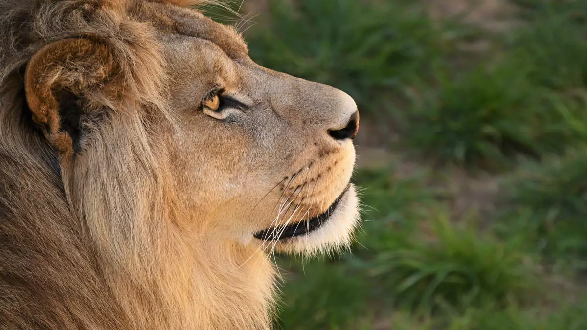 segunda-feira (23) o prazo para o envio da Declaração do Imposto de Renda Pessoa Física (IRPF) 2026, referente ao ano-base 2025. 