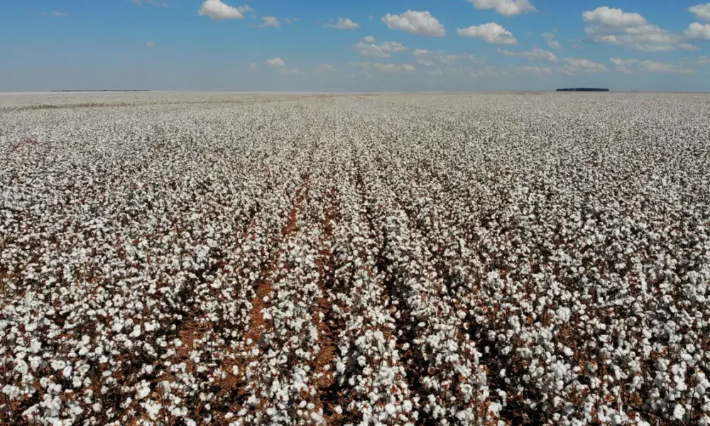 A busca pelo reconhecimento da Indicação Geográfica (IG) da pluma de algodão branco produzida no Oeste da Bahia avançou