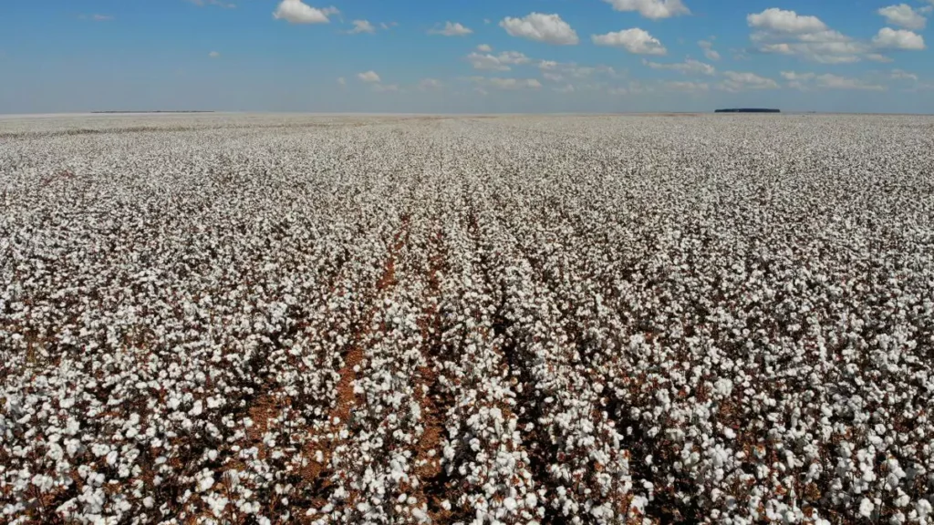 A busca pelo reconhecimento da Indicação Geográfica (IG) da pluma de algodão branco produzida no Oeste da Bahia avançou