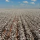 A busca pelo reconhecimento da Indicação Geográfica (IG) da pluma de algodão branco produzida no Oeste da Bahia avançou