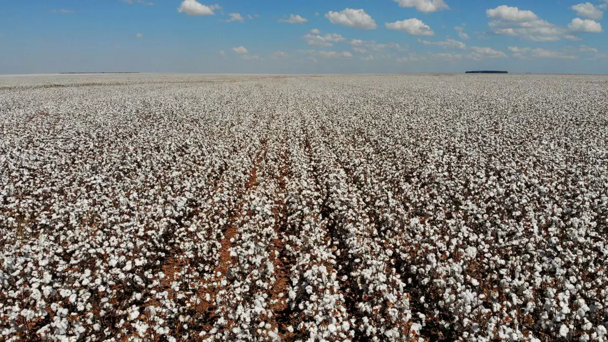 A busca pelo reconhecimento da Indicação Geográfica (IG) da pluma de algodão branco produzida no Oeste da Bahia avançou