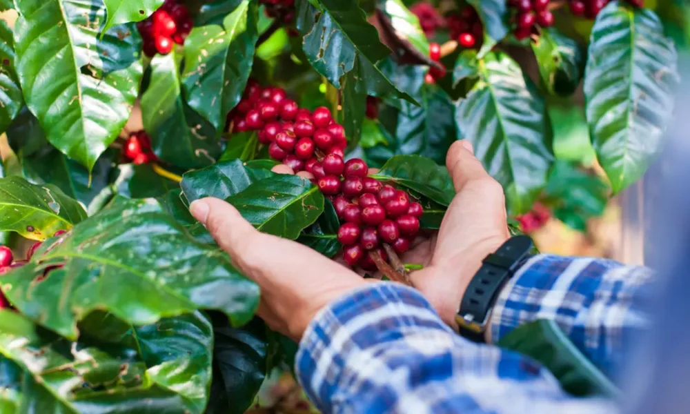 Dia Mundial do Café, o Brasil celebra um dos produtos mais consumidos e que integram a identidade cultural do país. A Bahia deve seguir,