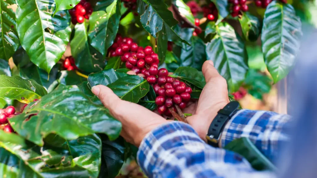 Dia Mundial do Café, o Brasil celebra um dos produtos mais consumidos e que integram a identidade cultural do país. A Bahia deve seguir,