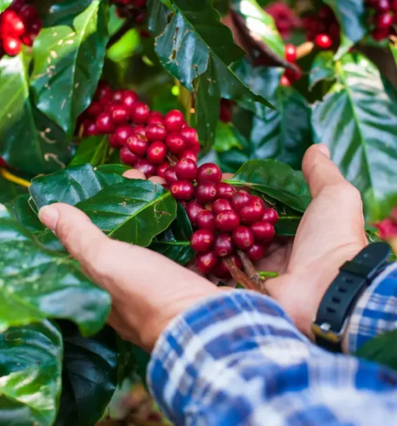 Dia Mundial do Café, o Brasil celebra um dos produtos mais consumidos e que integram a identidade cultural do país. A Bahia deve seguir,