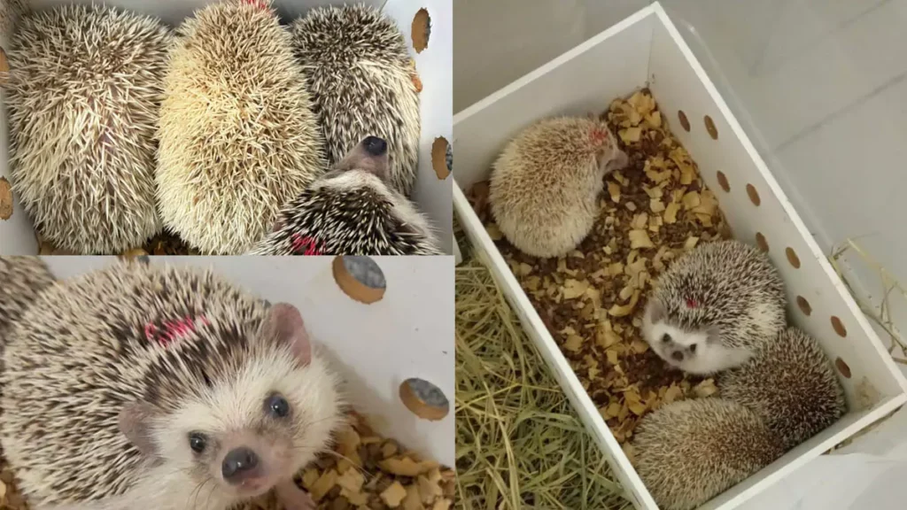 Quatro ouriços pigmeus africanos apreendidos durante fiscalização na BR-116, no município de Poções, sudoeste da Bahia, estão sob os cuidados