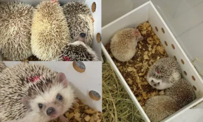 Quatro ouriços pigmeus africanos apreendidos durante fiscalização na BR-116, no município de Poções, sudoeste da Bahia, estão sob os cuidados