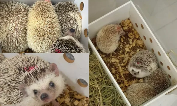 Quatro ouriços pigmeus africanos apreendidos durante fiscalização na BR-116, no município de Poções, sudoeste da Bahia, estão sob os cuidados