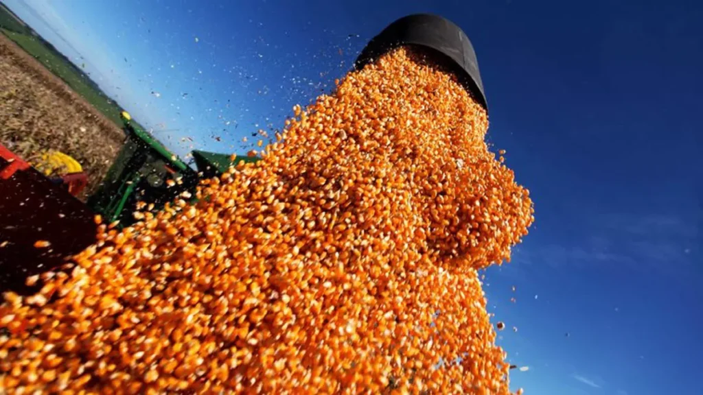 Celebrado nesta sexta-feira (24), o Dia Internacional do Milho reforça a importância estratégica do grão para o agronegócio baiano