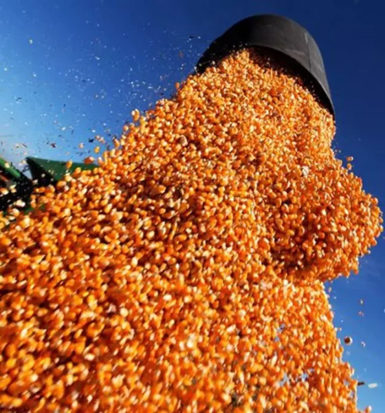 Celebrado nesta sexta-feira (24), o Dia Internacional do Milho reforça a importância estratégica do grão para o agronegócio baiano