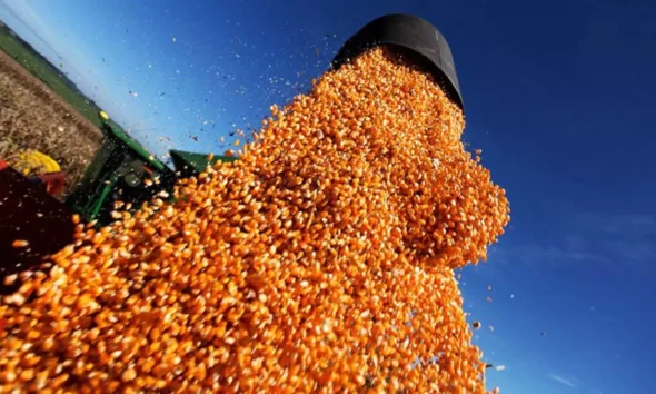 Celebrado nesta sexta-feira (24), o Dia Internacional do Milho reforça a importância estratégica do grão para o agronegócio baiano