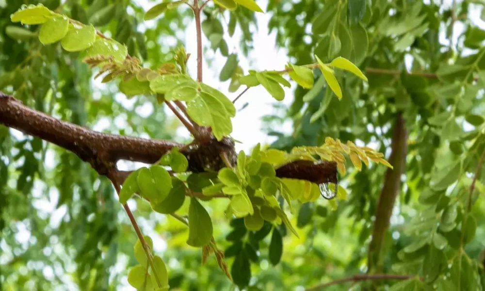 A Sala de Situação do Instituto do Meio Ambiente e Recursos Hídricos (Inema) emitiu, nesta quarta-feira (22), um alerta meteorológico