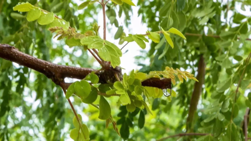 A Sala de Situação do Instituto do Meio Ambiente e Recursos Hídricos (Inema) emitiu, nesta quarta-feira (22), um alerta meteorológico
