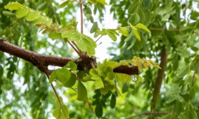 A Sala de Situação do Instituto do Meio Ambiente e Recursos Hídricos (Inema) emitiu, nesta quarta-feira (22), um alerta meteorológico