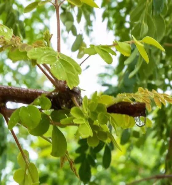 A Sala de Situação do Instituto do Meio Ambiente e Recursos Hídricos (Inema) emitiu, nesta quarta-feira (22), um alerta meteorológico