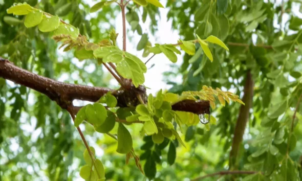 A Sala de Situação do Instituto do Meio Ambiente e Recursos Hídricos (Inema) emitiu, nesta quarta-feira (22), um alerta meteorológico