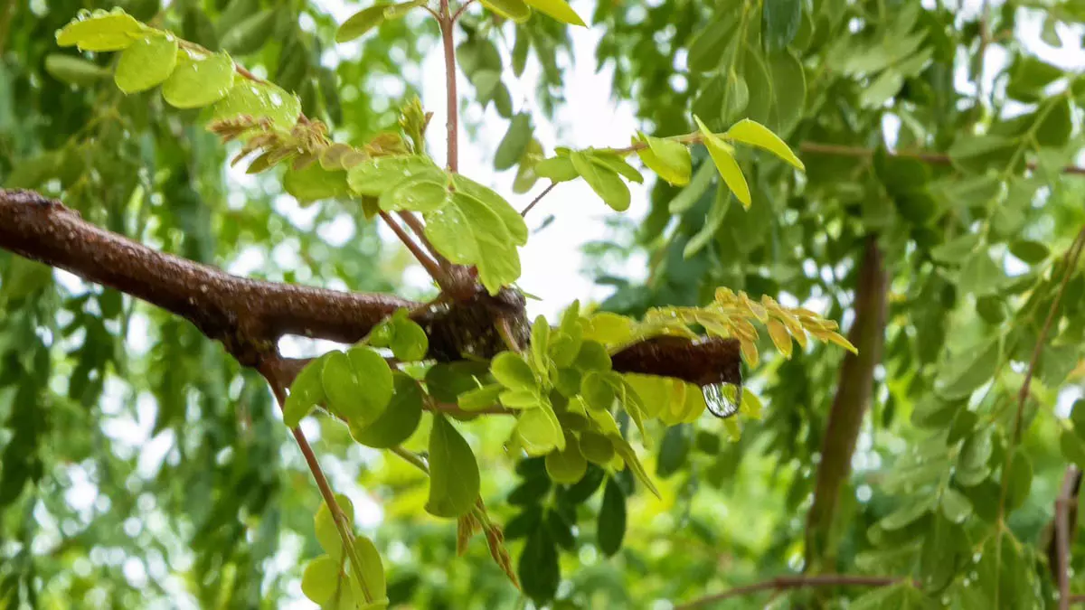 A Sala de Situação do Instituto do Meio Ambiente e Recursos Hídricos (Inema) emitiu, nesta quarta-feira (22), um alerta meteorológico