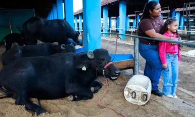 A 54ª Exposição Agropecuária de Itapetinga reuniu, neste domingo (24), produtores rurais, criadores, empresários e visitantes de diferentes
