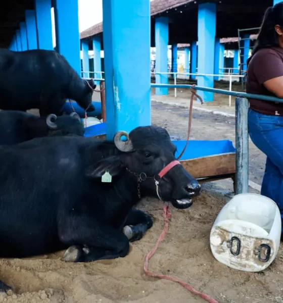 A 54ª Exposição Agropecuária de Itapetinga reuniu, neste domingo (24), produtores rurais, criadores, empresários e visitantes de diferentes