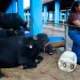 A 54ª Exposição Agropecuária de Itapetinga reuniu, neste domingo (24), produtores rurais, criadores, empresários e visitantes de diferentes
