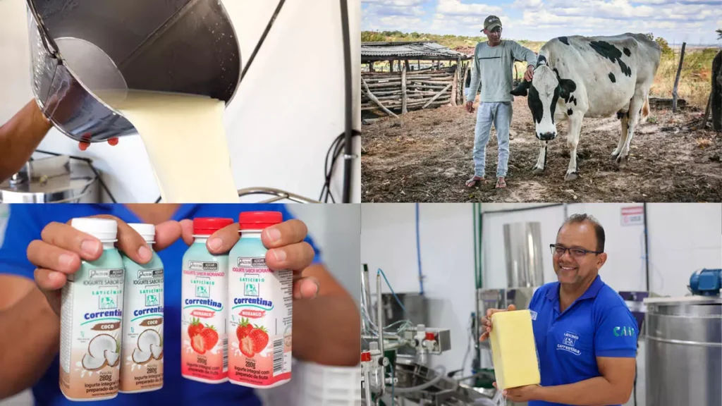 O fortalecimento da cadeia produtiva do leite em Correntina, no Oeste da Bahia, tem transformado a realidade de dezenas
