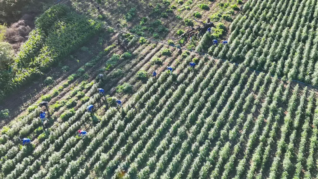 As polícias Federal e Militar erradicaram, na manhã desta sexta-feira (14), cerca de 35 mil pés de maconha durante mais uma ação integrada