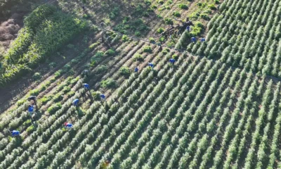 As polícias Federal e Militar erradicaram, na manhã desta sexta-feira (14), cerca de 35 mil pés de maconha durante mais uma ação integrada