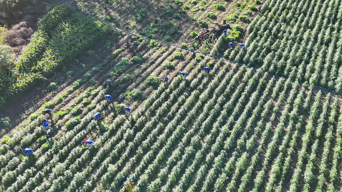 As polícias Federal e Militar erradicaram, na manhã desta sexta-feira (14), cerca de 35 mil pés de maconha durante mais uma ação integrada