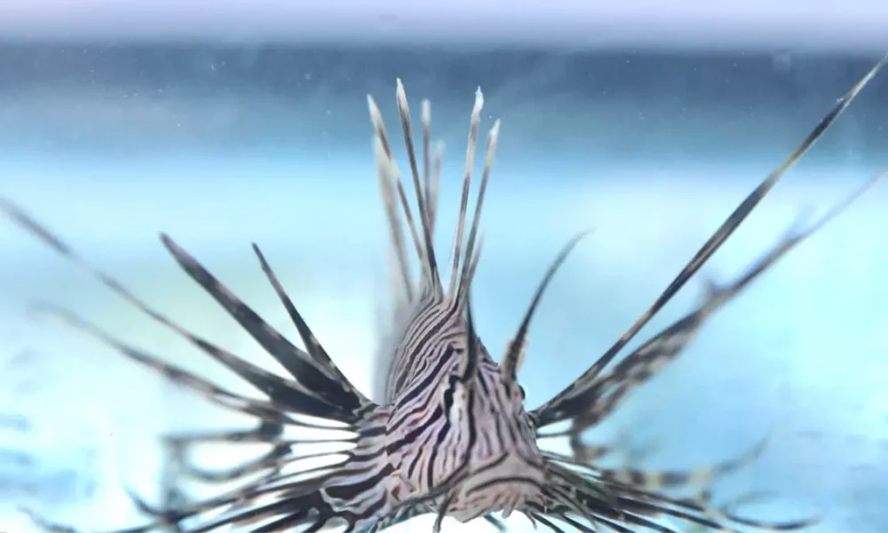 capacitação voltada ao manejo seguro do peixe-leão (Pterois volitans), espécie exótica invasora que representa riscos à biodiversidade