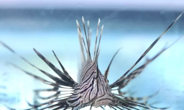 capacitação voltada ao manejo seguro do peixe-leão (Pterois volitans), espécie exótica invasora que representa riscos à biodiversidade