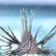 capacitação voltada ao manejo seguro do peixe-leão (Pterois volitans), espécie exótica invasora que representa riscos à biodiversidade
